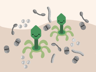 Are Phages Safe? The Safety of the Probiotics Used at Phyla